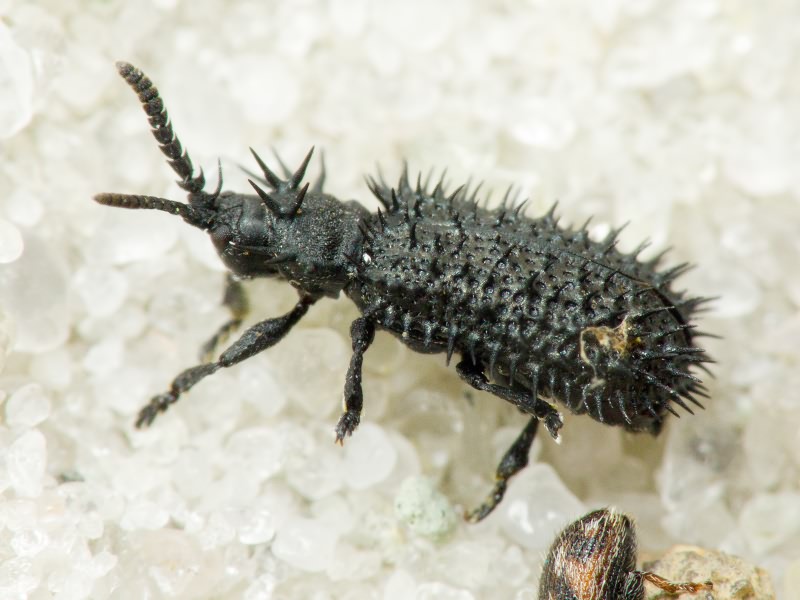 Hispa atra Linnaeus, 1767